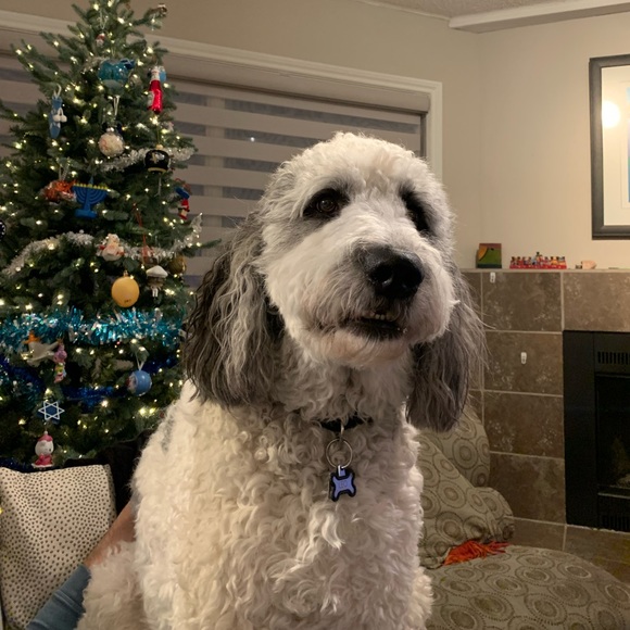 Meet your Posher, Hedy - Picture 1 of 1